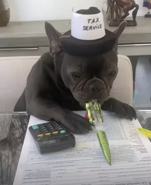 Frenchie Takes on Tax Season !